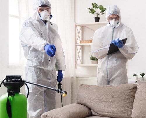 شركة مكافحة حشرات بخميس مشيط